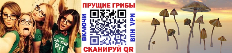 наркота  Городец  Псилоцибиновые грибы Cubensis 